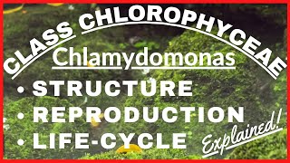 Chlorophyta Green Algae Chlamydomonas  Reproduction LifeCycle of Chlamydomonas Plant Kingdom Notes [upl. by Hetty]