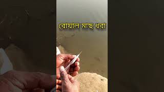 নদীতে পিয়ালি মাছের আধার দিয়ে বোয়াল মাছ কিভাবে ধরতে হয় দেখুন । BD Fishing method shorts [upl. by Yesllek]