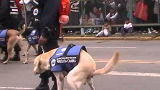 Perú  Perro quotcagandoquot en el desfile militar del 29 de julio de 2014 [upl. by Eleahcim]