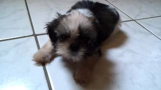 Primeiro latido do Caio  ShihTzu [upl. by Elyak]