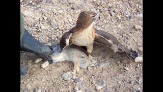 Falconry Falcons Accipiters Buteos Part 2 [upl. by Viridis]