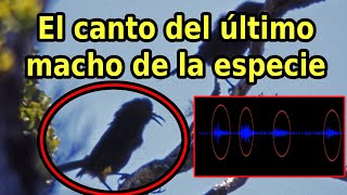 Escucha el Canto de un Ave Extinta el último macho Kauaʻi ʻōʻō [upl. by Iy]