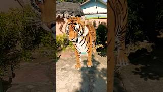 ওরে বাবা গো 🐯🐯 viralshort funny trendingshorts youtubeshorts funnyanimal [upl. by Doownel]