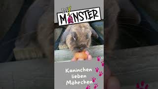 Kaninchen Futter Möhren kaninchen rabbit shorts bunny [upl. by Imij237]