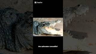 What animals are more deadly to humans than a saltwater crocodile  interestingfacts fyp [upl. by Hernandez740]