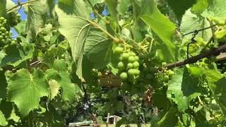 Grape vines update [upl. by Agee]