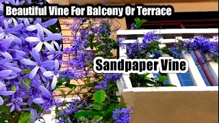 The most beautiful Vine plant for your balcony or terrace  Petrea vine  Sandpaper vine [upl. by Anema158]