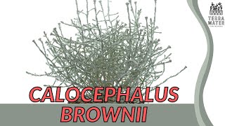 Silver Lining CALOCEPHALUS BROWNII  Ornamental Wonder for Your Garden [upl. by Farrison]