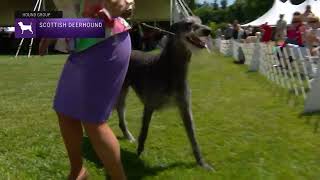 Scottish Deerhounds  Breed Judging 2022 [upl. by Faustus]