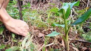 SAMPLING INSPECTION OF MY NEWLY PLANTED ABACA SEEDLINGS [upl. by Joshuah]