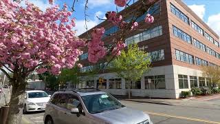 What Makes Cherry Blossom Trees Special  Location Kent WA USA Kwanzan cherry tree [upl. by Htenay335]