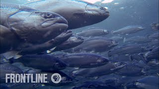 Norways Salmon Farming Crisis  The Fish on My Plate  FRONTLINE [upl. by Hutchings740]