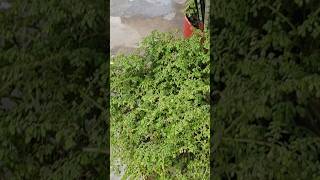 Pilea microphylla shortvideo reels [upl. by Aerdnaeel]