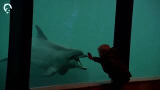 🐬 Dolfinarium  Ontdek Beleef Verdiep [upl. by Demeter]