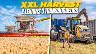 😱 XXL HARVEST  2 LEXION amp 3 TRANSBORDEURS AU BLE DUR   Moissons 2023 sur 90 hectares [upl. by Dugas]