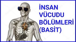 İNSAN VÜCUDU BÖLÜMLERİ  LATİNCE  EN SADE HALİ [upl. by Eart]