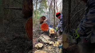 homesteading chainsaw outdoorlife logger powertools holzfforma stihl G111 portedchainsaw [upl. by Ailaro843]