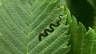 Invasive Insect in Minnesota First Detected on iNaturalist [upl. by Copeland425]