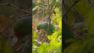 இயற்கையின் பேரழகு 📸🦜parrot nature viralvideo shortvideo love [upl. by Liris443]