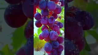 Angoor KA Dana song on grapes shortvideo fruit shortsviral viralvideo angoorkadana angoor [upl. by Rehotsirhc]