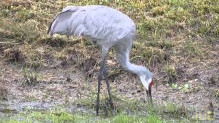 Crane Hunting and Pecking [upl. by Burrill]