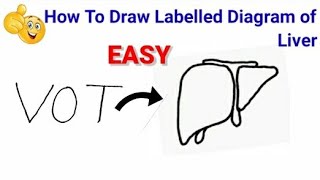 how to draw diagram of liver  easy way to draw liver  how to draw liver easily [upl. by Georas]