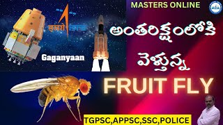 అంతరిక్షంలోకి వెళ్తున్న డ్రసోఫిల ఈగలు gaganyaan mastersonline [upl. by Slaby449]