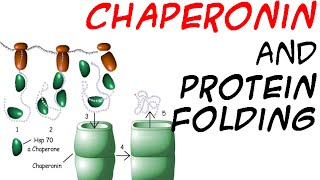 Chaperones and protein folding [upl. by Helenka624]