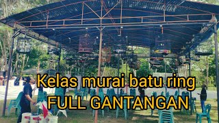 kelas murai ring apbn full gantangan muraibatu birds kicaumania [upl. by Hersh]