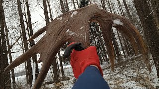 zrzuty poroża łosia wypad na Mazury świeża Rosocha łosia 425kg łos poroże zrzuty zrzutyporoża [upl. by Neeliak933]