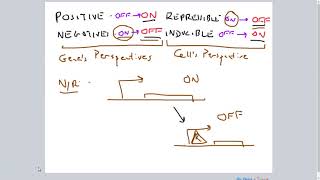 PositiveNegative RepressibleInducible Gene Regulation [upl. by Dawaj]