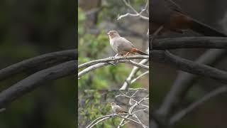 California Towhee vocalizing Lake Poway birds wildlife nature wildlifebirding [upl. by Ztirf]