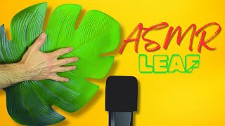 ASMR This Giant Leaf Makes Incredible Tapping Sounds [upl. by Meehahs]