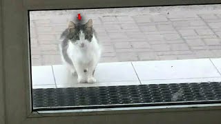 Eine trächtige Katze kam vor die Tür der Tierklinik und konnte nirgendwo anders hin [upl. by Anawd]