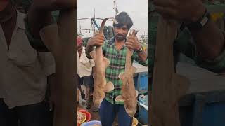 Buggala sorra 🐟🐠  thotarao  Sai vizag 19 vizagfishingharbour saivizag19 buggalasoora [upl. by Marguerita]