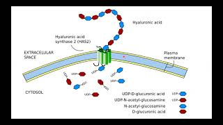 Glycosaminoglycans Proteoglycans and Glycoproteins I Hania Nizami I MOL 114 PAL review session [upl. by Rossen937]