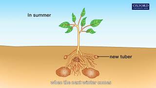 Animation 121 The process of vegetative propagation [upl. by Dent709]