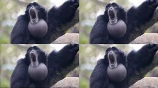 Screaming Gibbon Monkey over 1 million times [upl. by Artema]