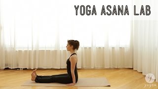 Yoga Asana Lab Seated Postures Staff Butterfly Cone Forward bend [upl. by Sladen]