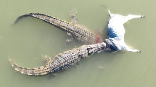 Crocodylus Porosus of Western Australia [upl. by Correna]