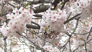 桜川八甲緑地 桜【青森県・青森市】 20230419 [upl. by Bush275]