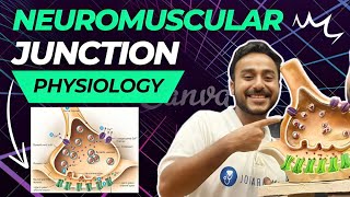 neuromuscular junction physiology  neuromuscular transmission physiology in Hindi [upl. by Hurst12]