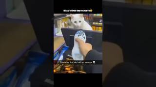 Kittys first day at work 😂 cat funny cats dog [upl. by Corie]