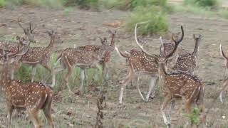 KANHA NATIONAL PARK  LAND OF TIGER Kanha Safari [upl. by Persian17]