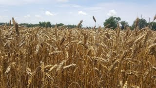 processing wheat into flour [upl. by Alleen]