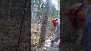 Felling a nother tree logging chainsaw logsaw forestry stihl wood pulpwood aspen [upl. by Hutchinson683]