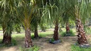 Livistona nitida Carnarvon Gorge Large Palms and Trees Planted and Guaranteed in Florida palms [upl. by Creamer]