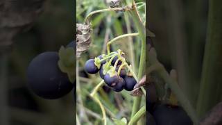 Picking Solanum nigrum [upl. by Razaele856]