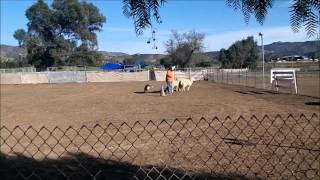 Kita  Belgian Malinois  HT Herding Test [upl. by Rhoads869]