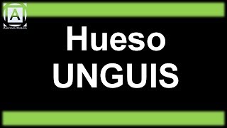 Hueso Unguis [upl. by Wack802]